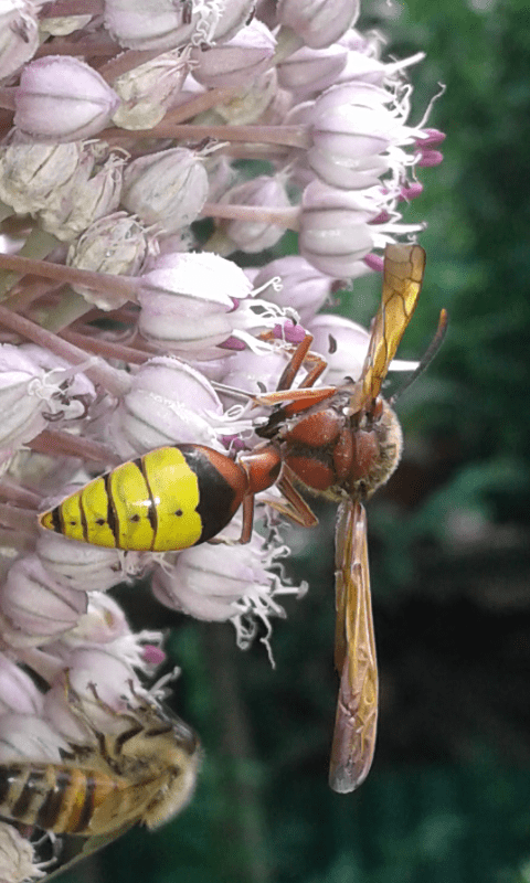 Delta unguiculatum (Vespidae)? S, Vespidae Eumeninae